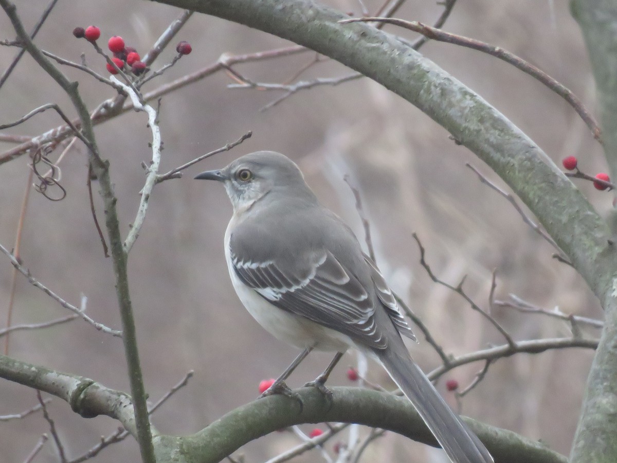 Northern Mockingbird - ML616349585