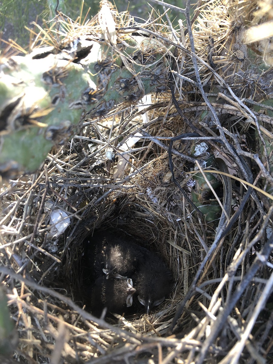 Curve-billed Thrasher - ML616349614