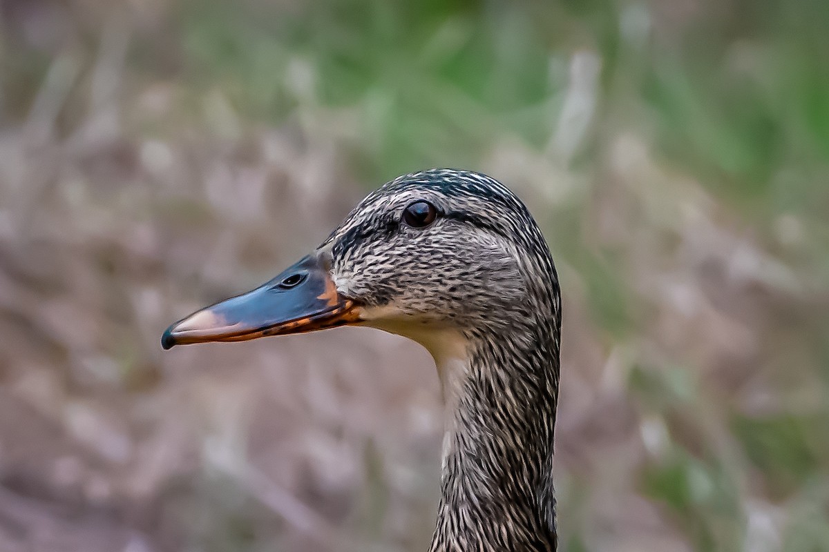 Mallard - Brandon Lloyd