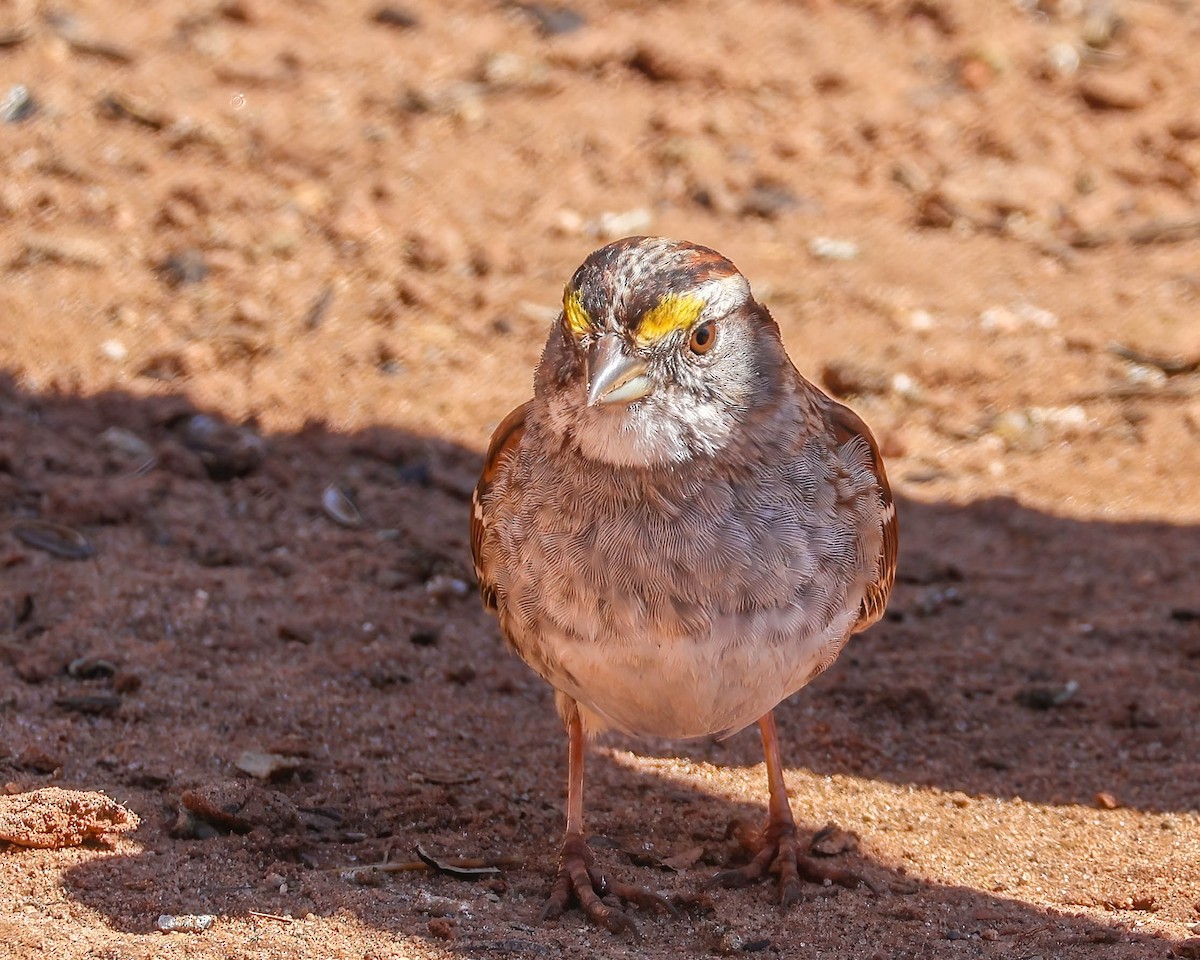 White-throated Sparrow - ML616349648