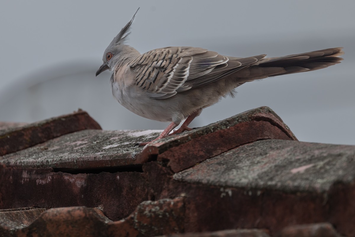 Crested Pigeon - ML616349670