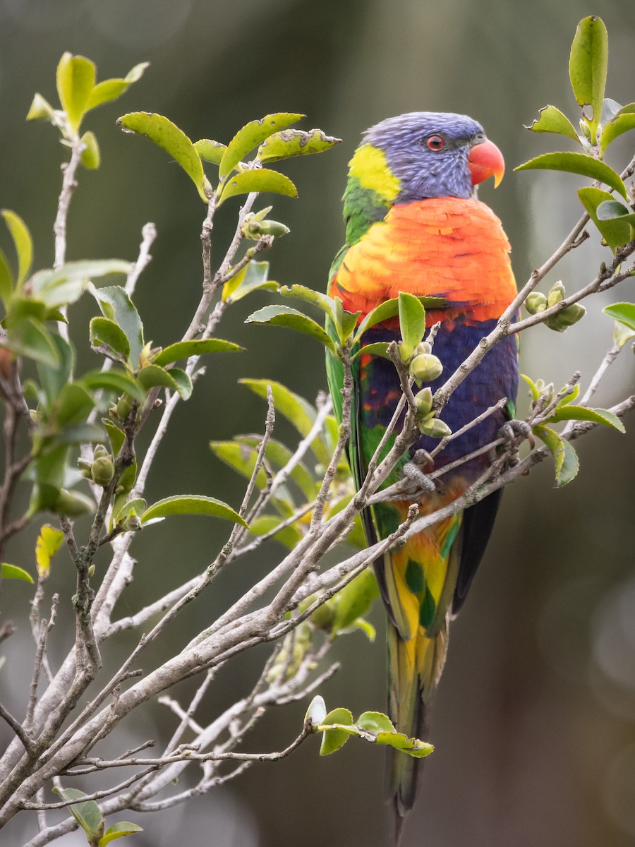 Rainbow Lorikeet - ML616349677