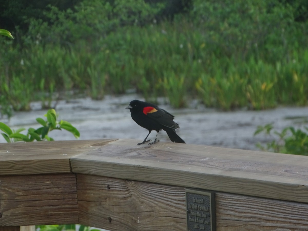 Red-winged Blackbird - ML616349681