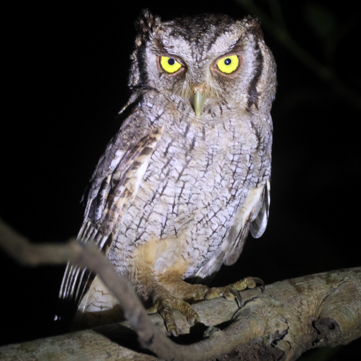 Tropical Screech-Owl - Jorge Alcalá