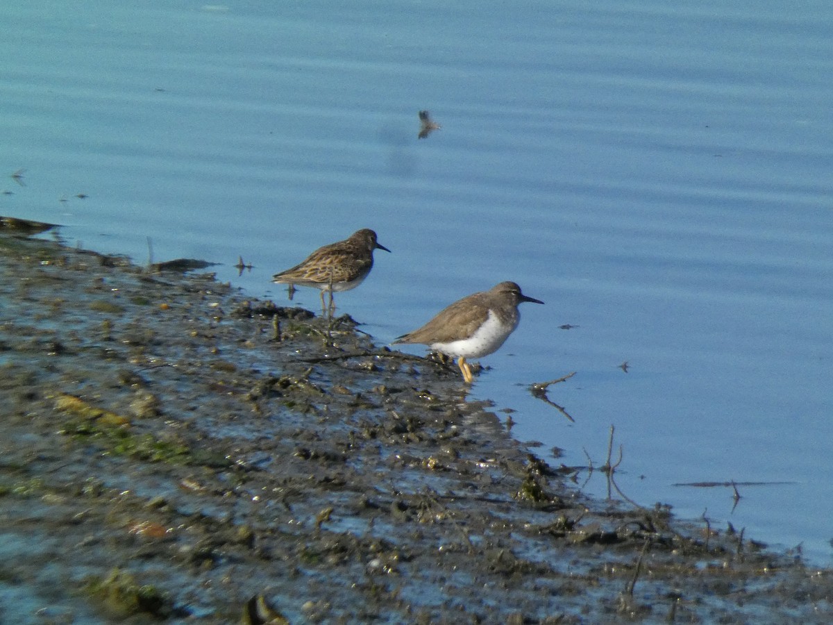 Spotted Sandpiper - Malini Kaushik