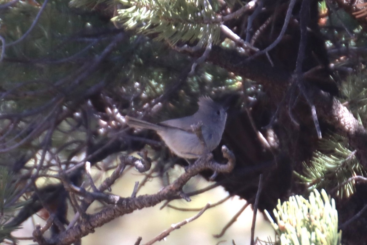 Juniper Titmouse - ML616349852