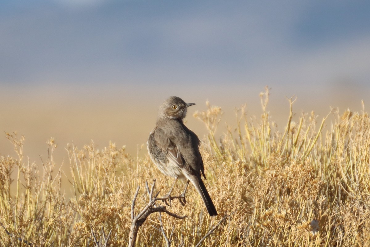 Sage Thrasher - ML616349866