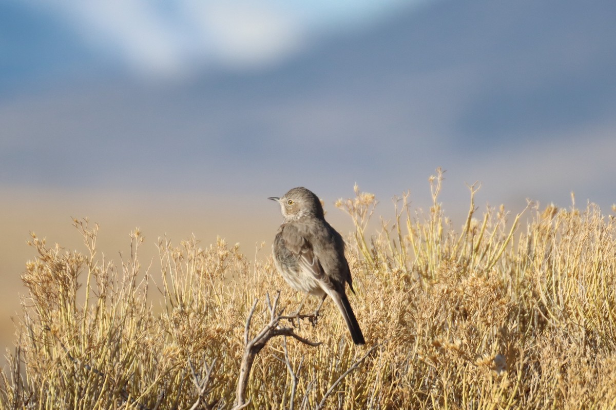 Sage Thrasher - ML616349867