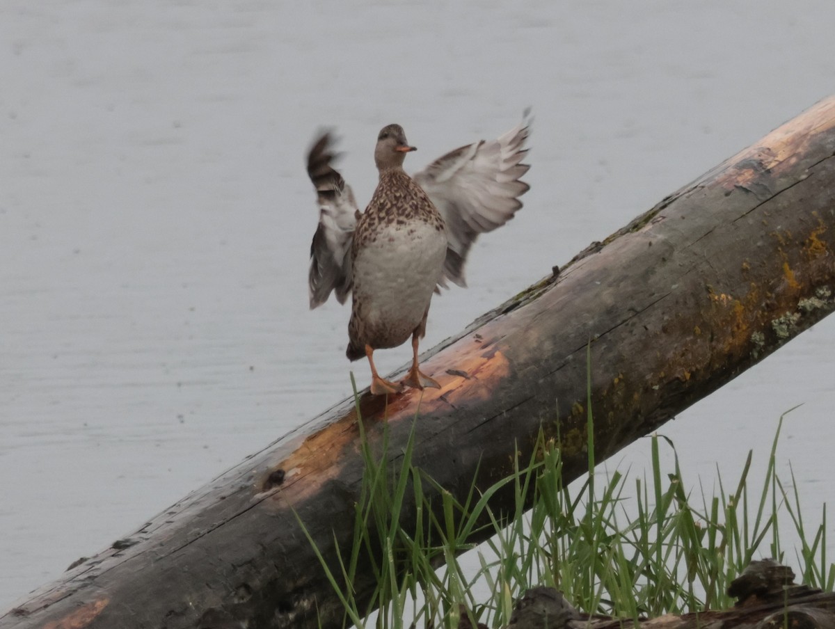 Gadwall - ML616349947