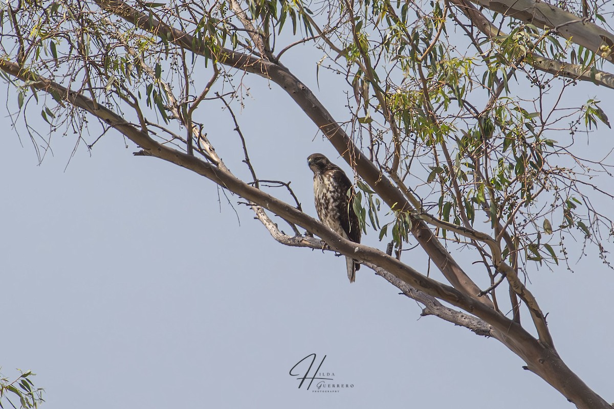 Red-tailed Hawk - Hilda Guerrero