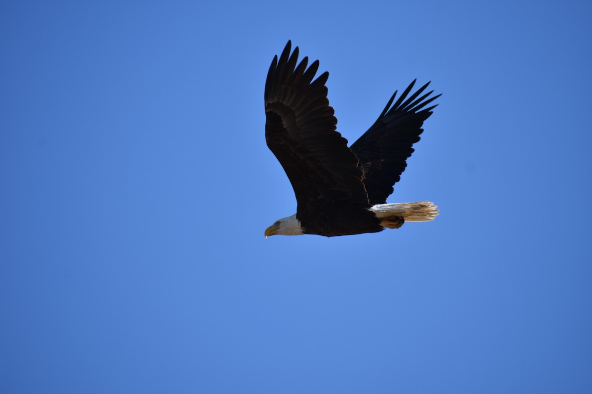 Bald Eagle - ML616350008