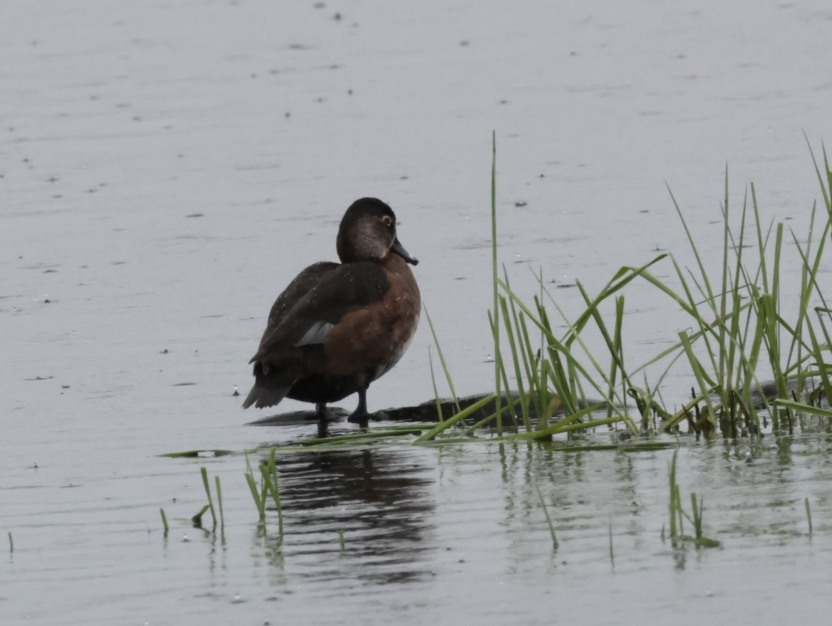 Ring-necked Duck - Joan Baker