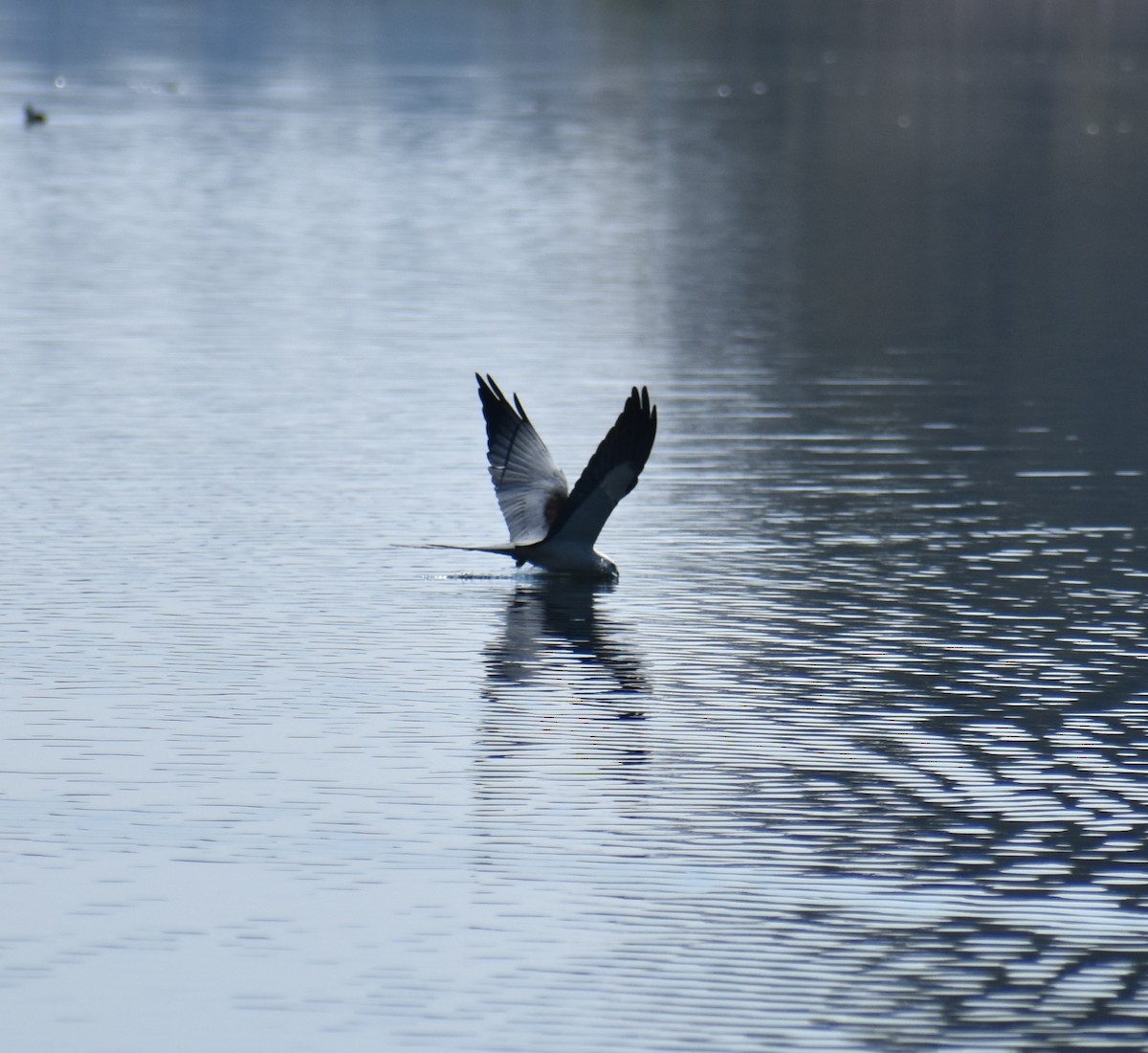 Swallow-tailed Kite - ML616350055