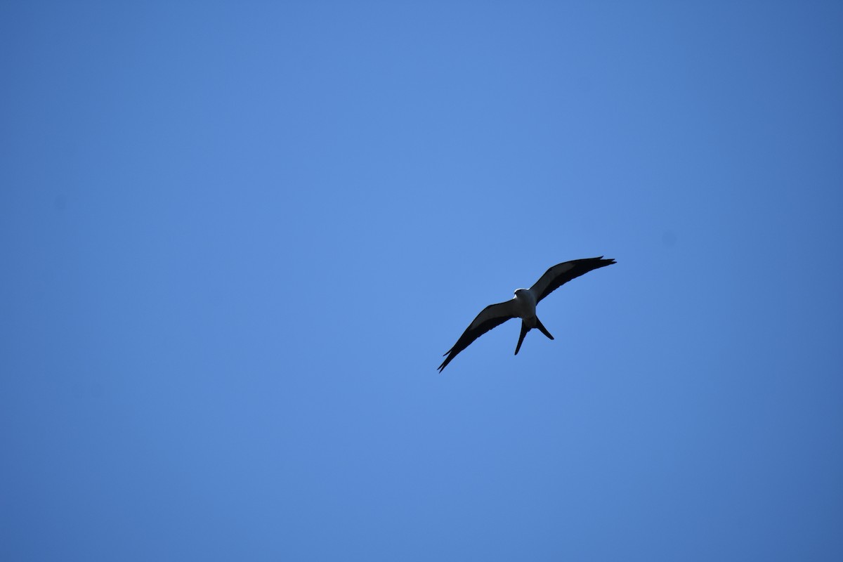 Swallow-tailed Kite - ML616350056