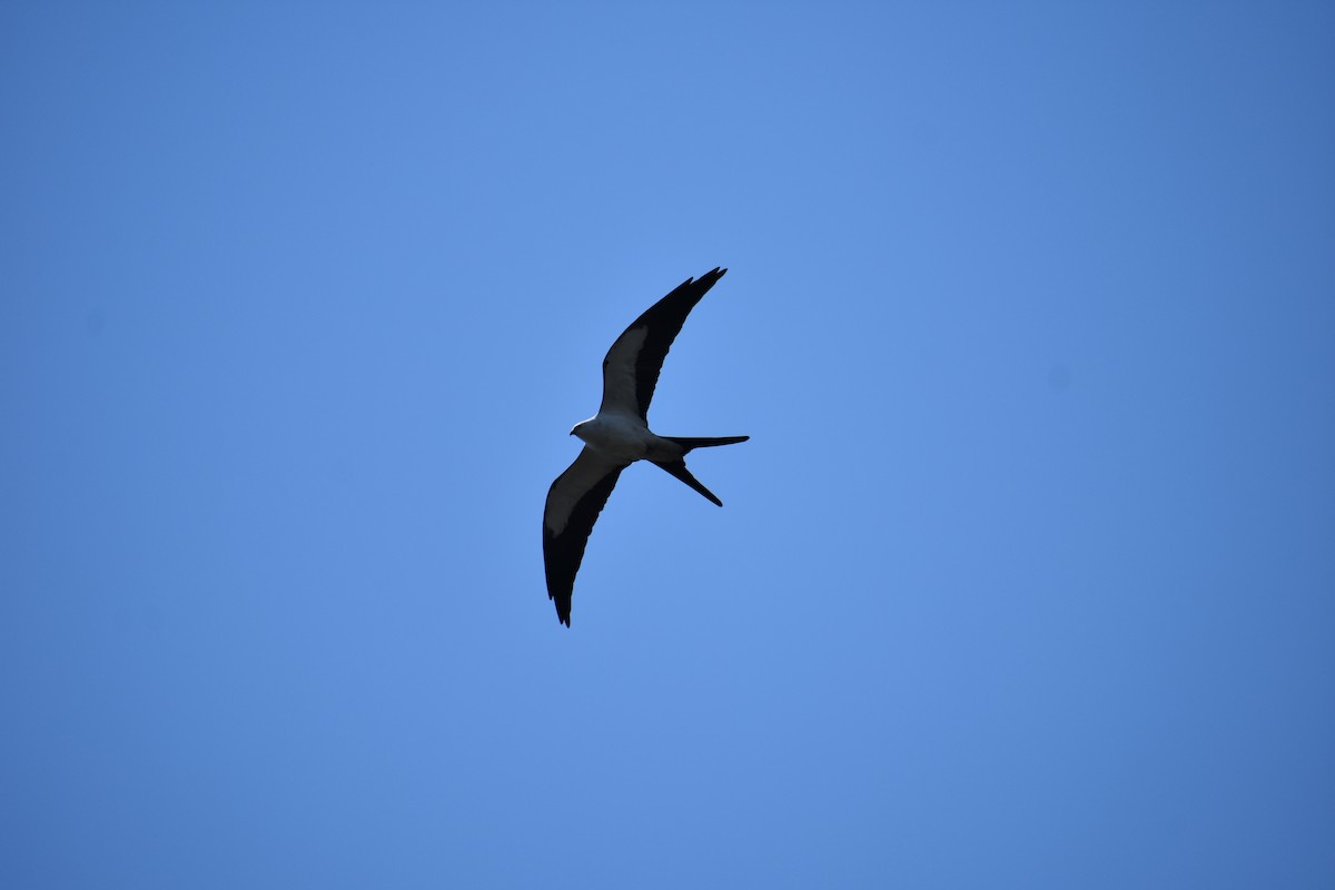 Swallow-tailed Kite - ML616350057