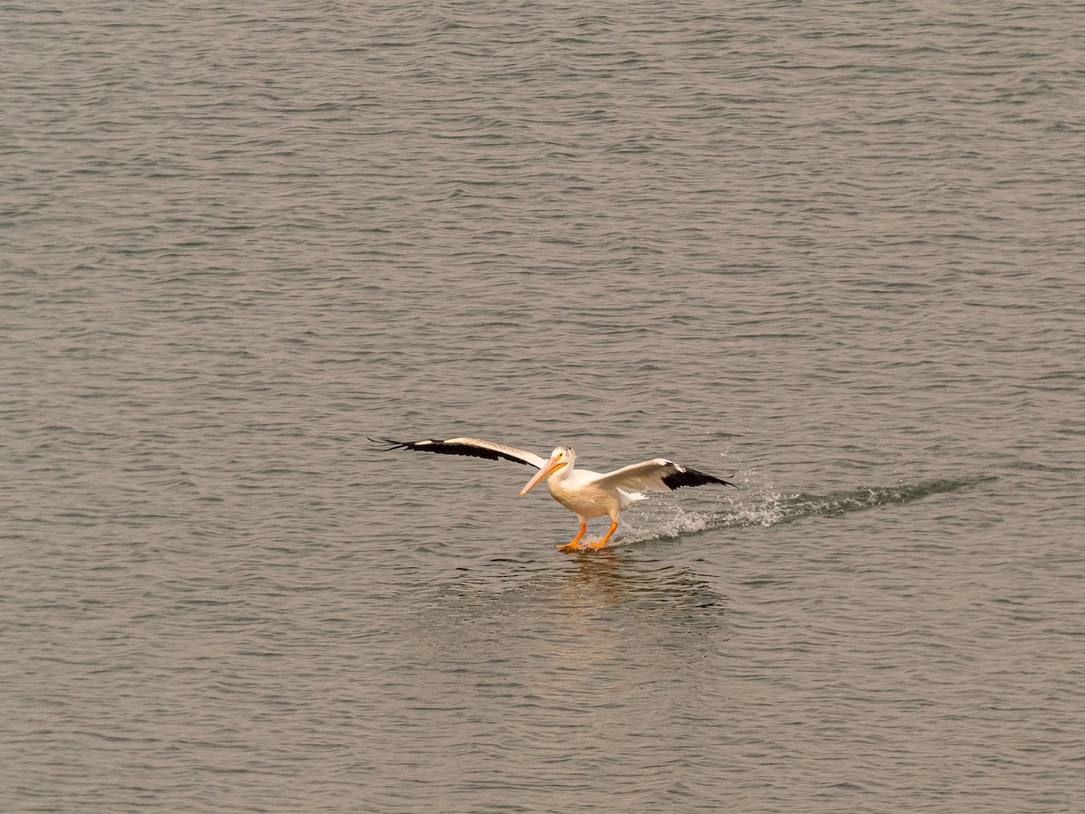 American White Pelican - ML616350064