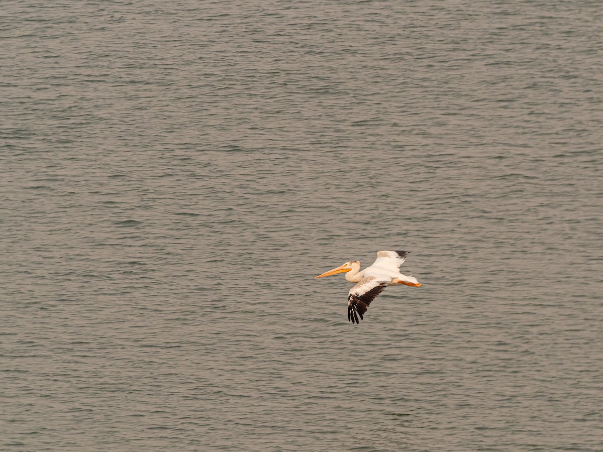 pelikán severoamerický - ML616350065