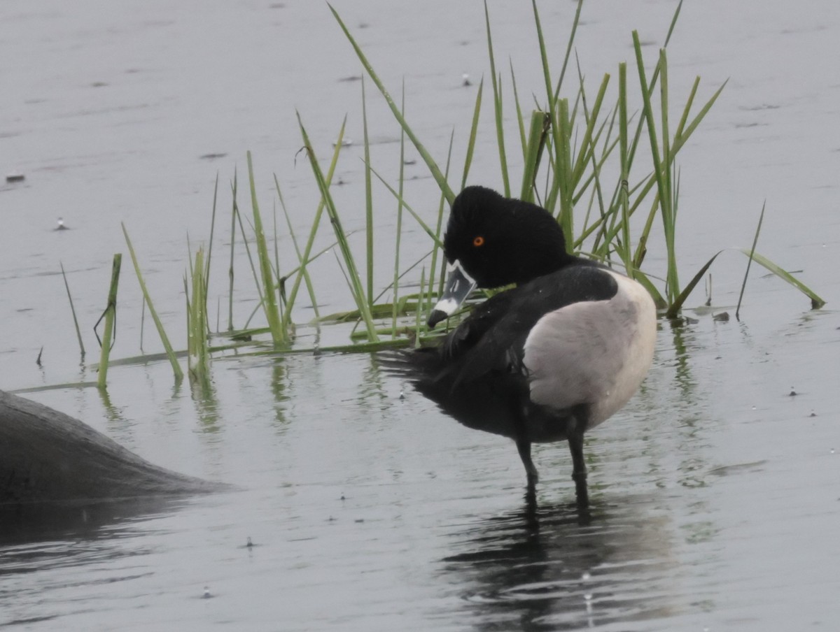 Ring-necked Duck - ML616350080