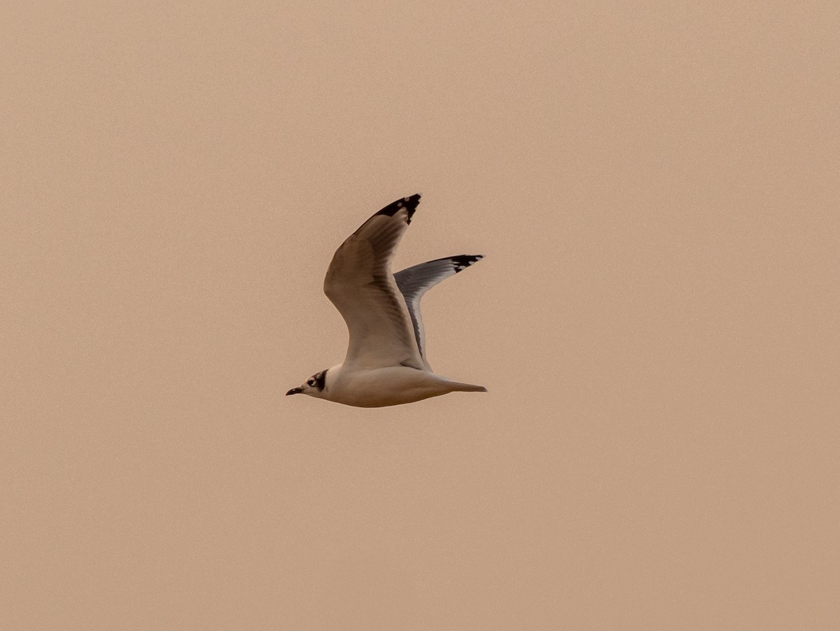 Mouette de Franklin - ML616350096