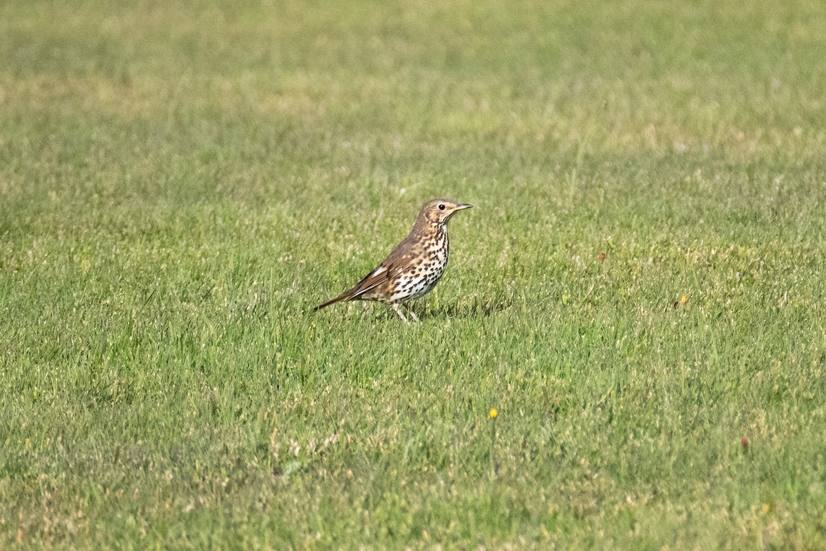 Song Thrush - Peter Rigsbee