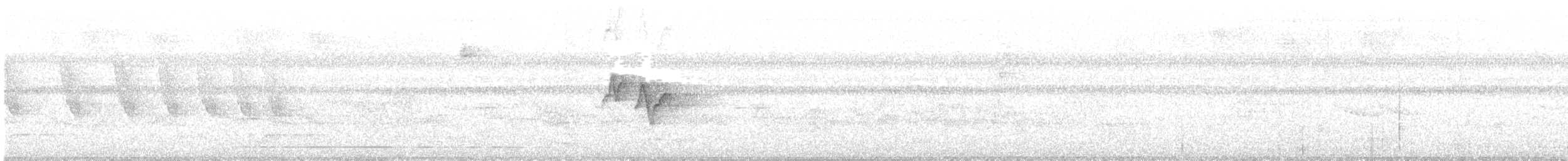 Аспидногрудый скрытохвост - ML616350101
