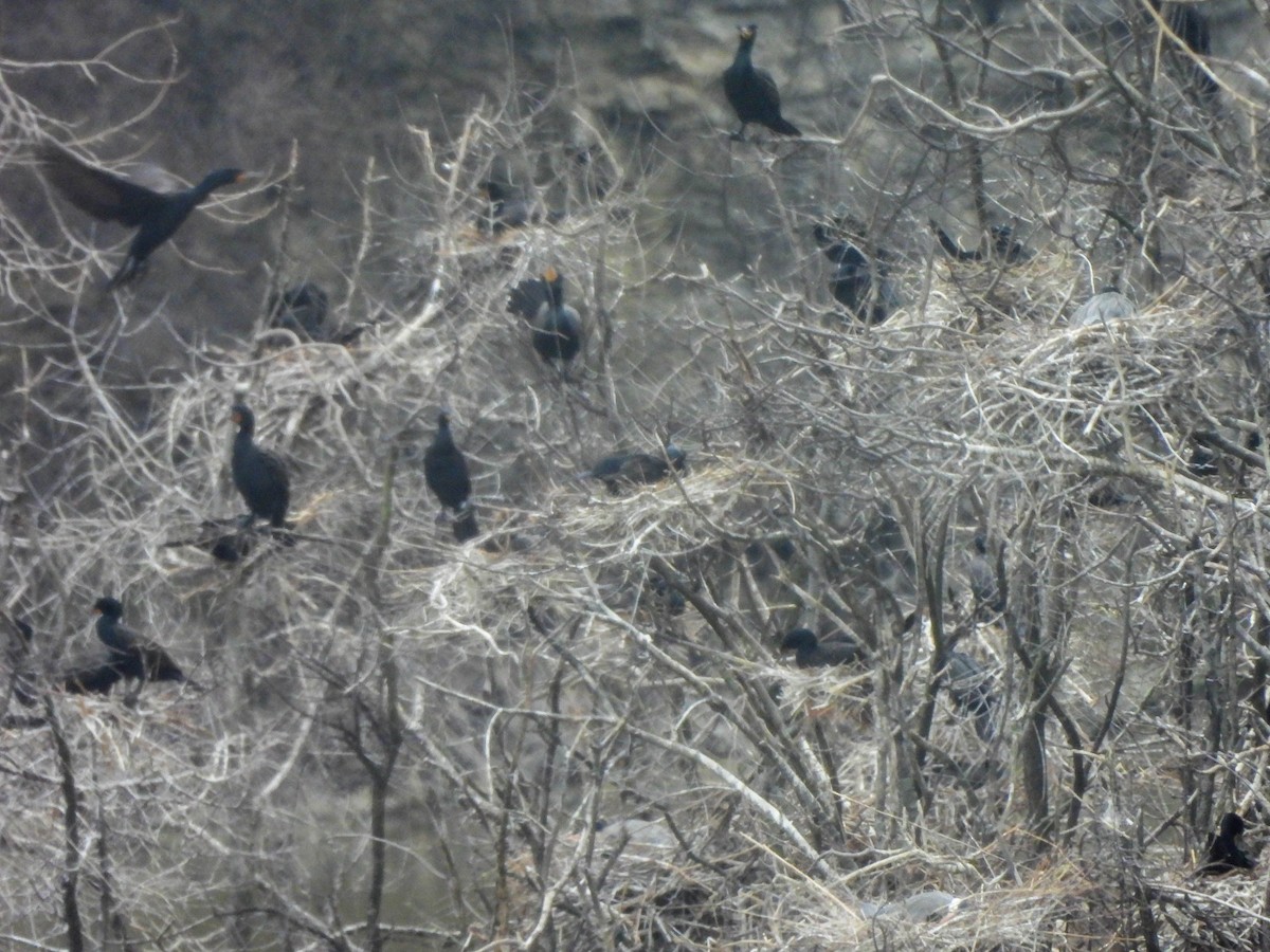 Double-crested Cormorant - Susan Brauning