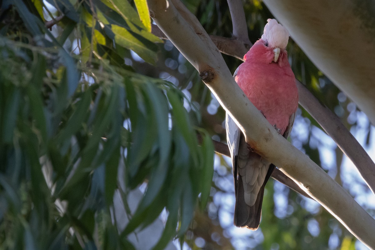 Galah - ML616350212