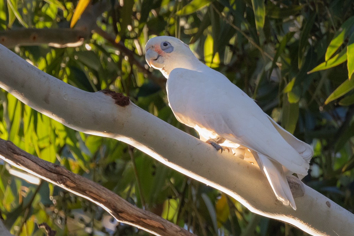 Cacatoès corella - ML616350219