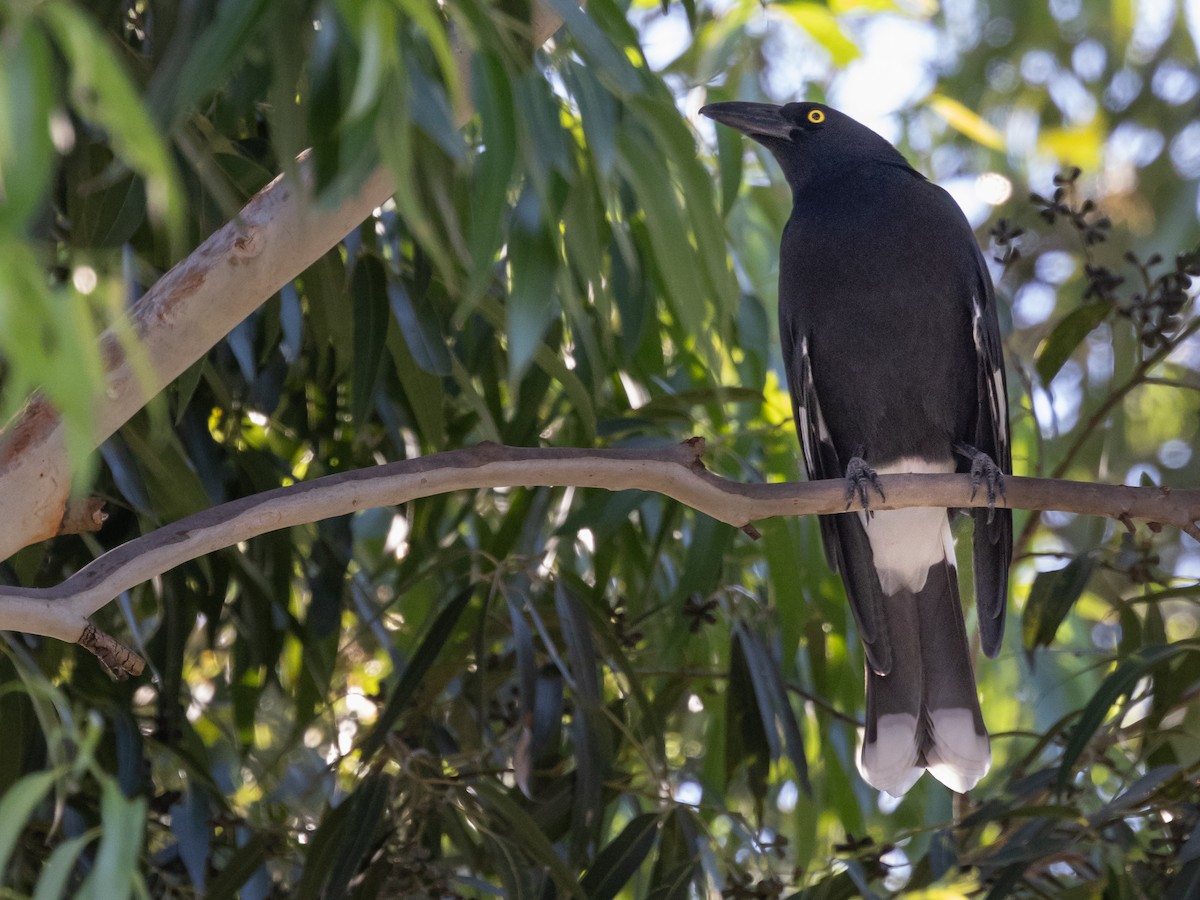 Pied Currawong - ML616350229