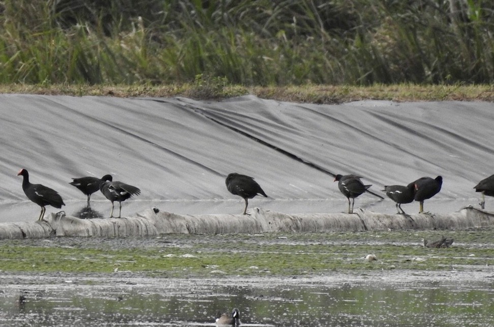 Common Gallinule - ML616350237