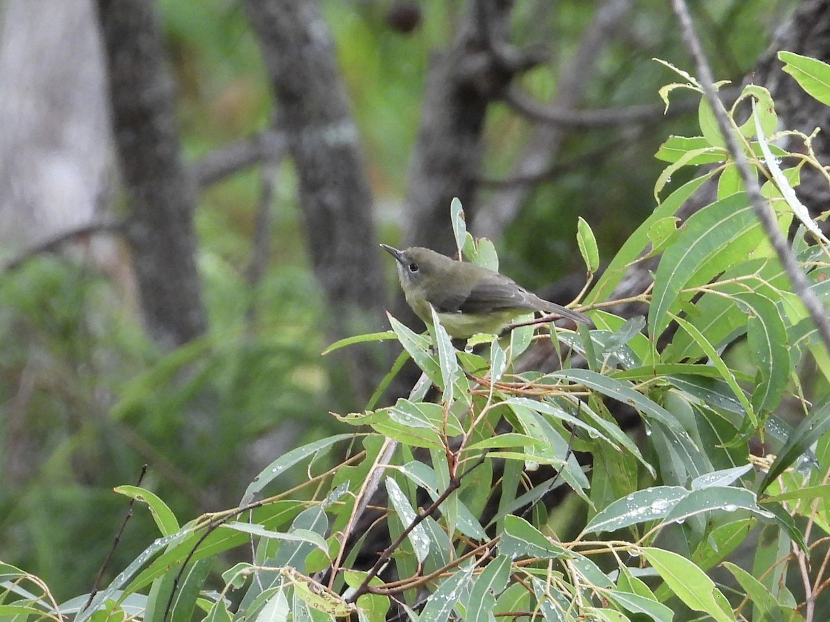 Fairy Gerygone - Cherri and Peter Gordon