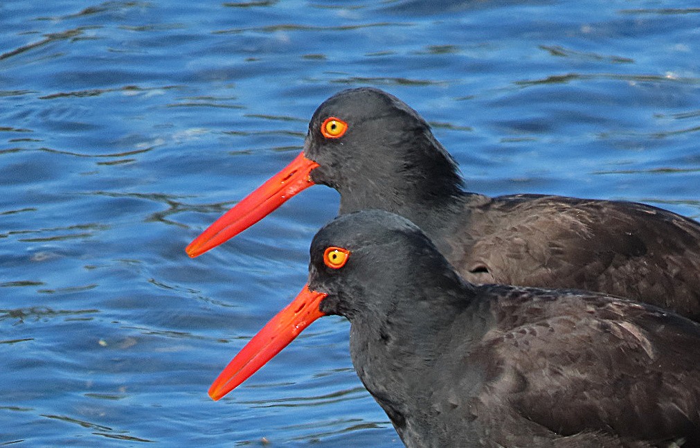 Black Oystercatcher - ML616350304