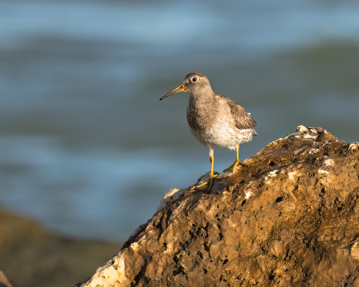 Purple Sandpiper - ML616350306