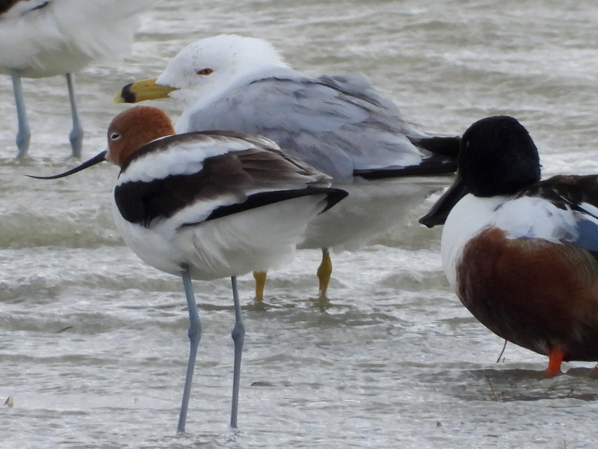 Ring-billed Gull - ML616350308