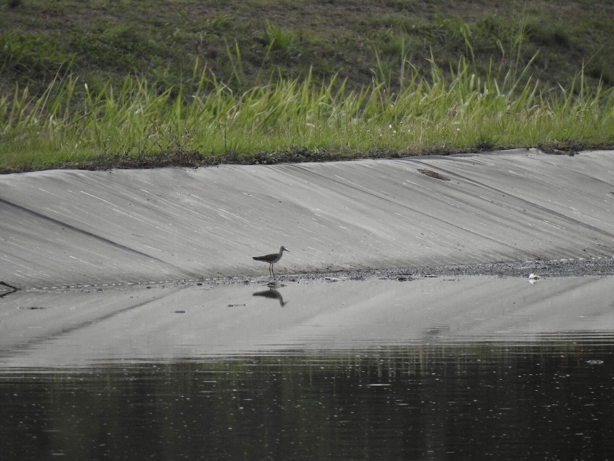 Lesser Yellowlegs - Gloria and Andy Schwabe