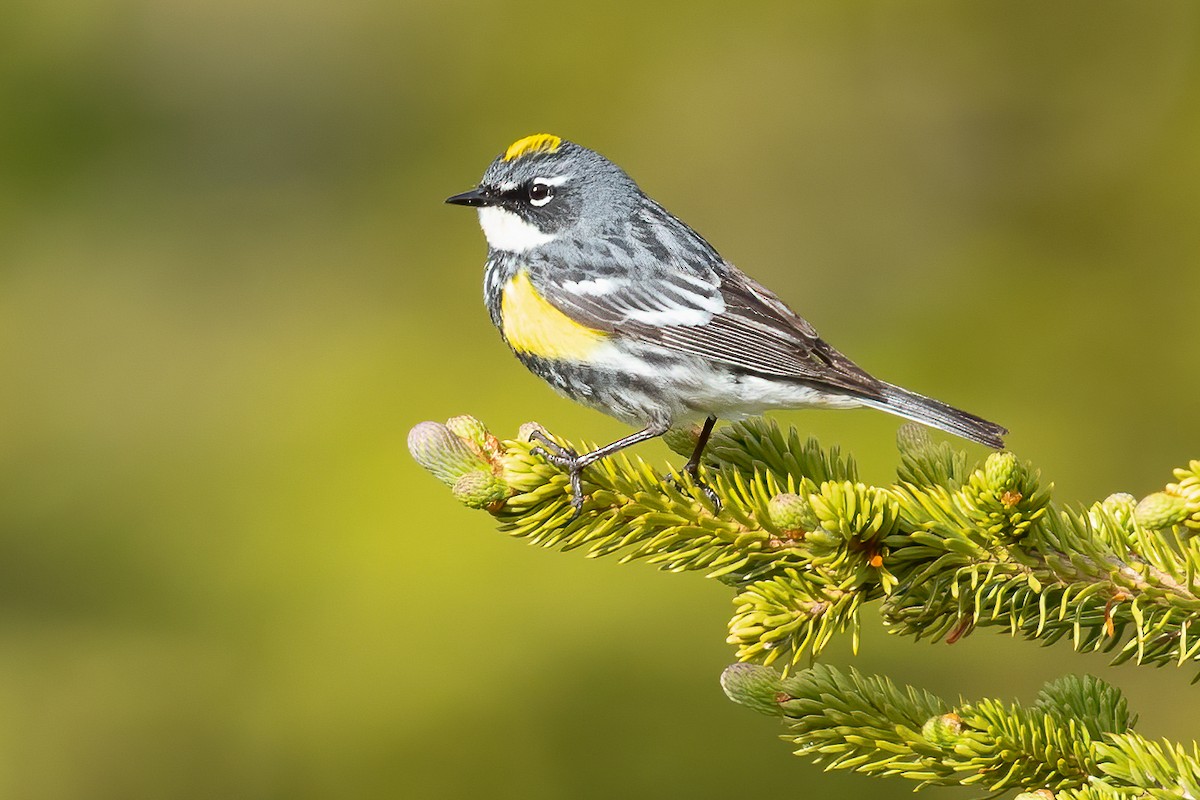 lesňáček žlutoskvrnný (ssp. coronata) - ML616350366