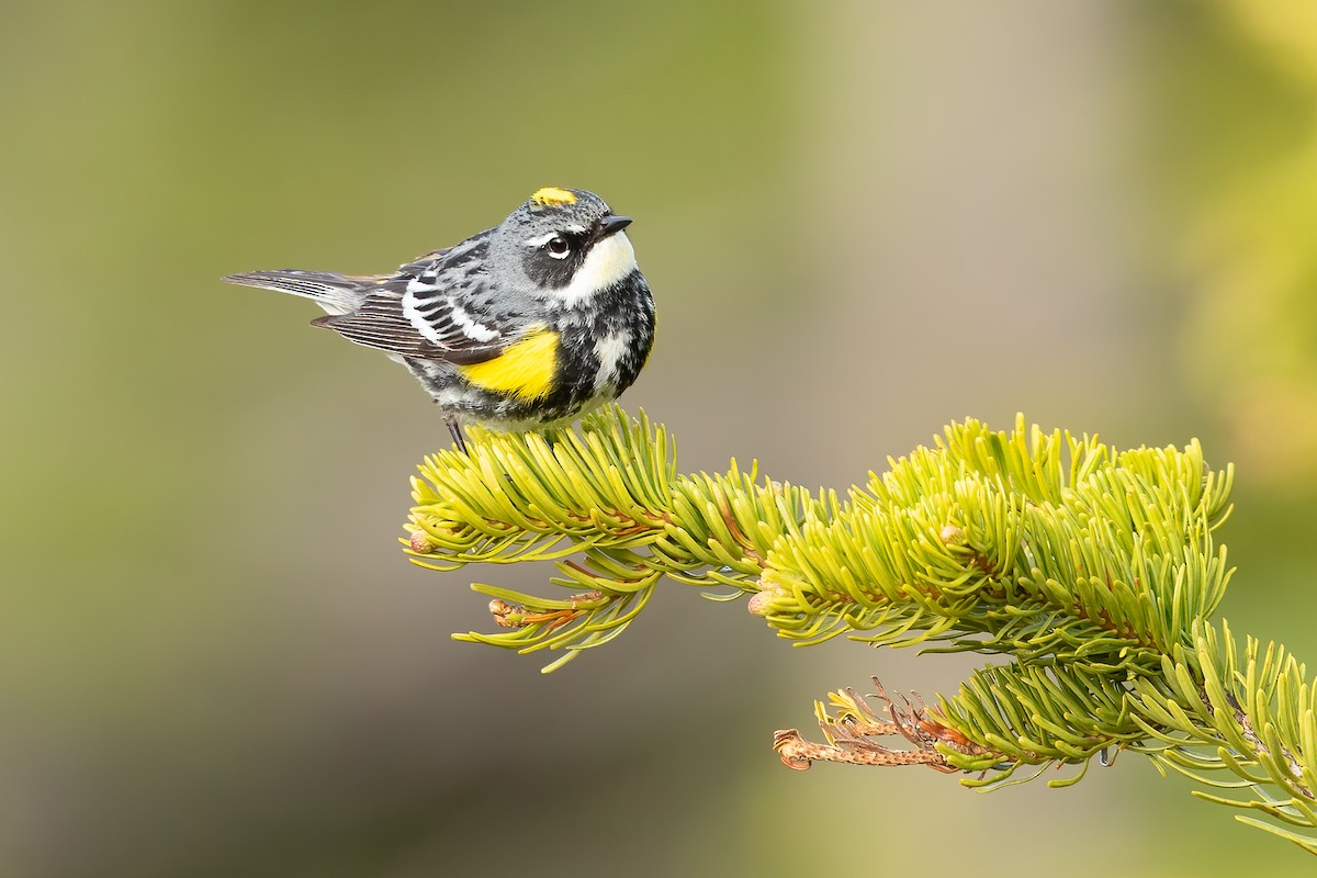 Yellow-rumped Warbler (Myrtle) - Ilya Povalyaev