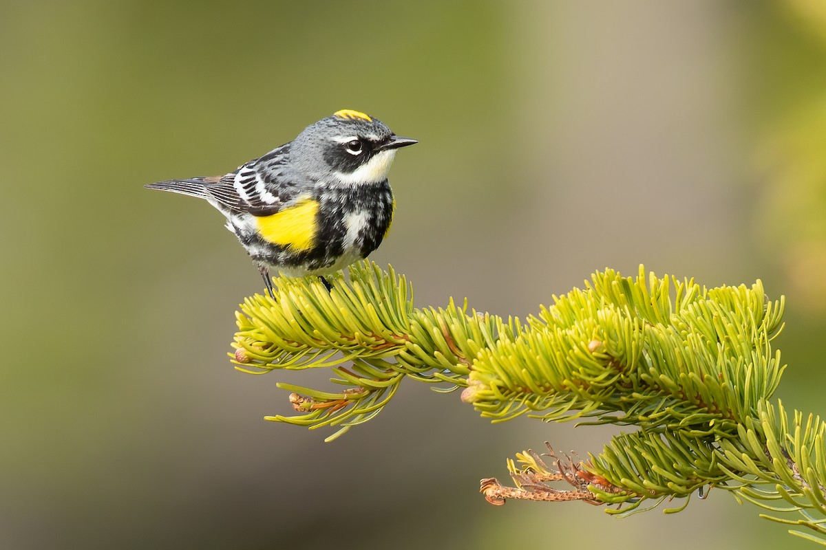 Пісняр-лісовик жовтогузий (підвид coronata) - ML616350368