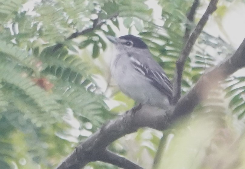 Tropical Gnatcatcher (Marañon) - ML616350427