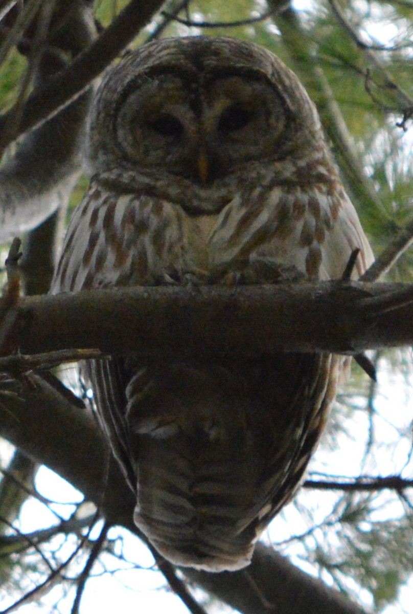 Barred Owl - ML616350432