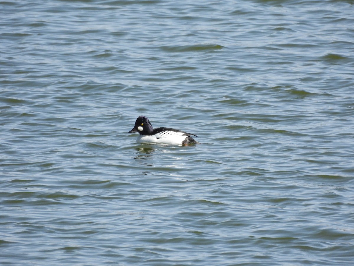 Common Goldeneye - Joyce Austin