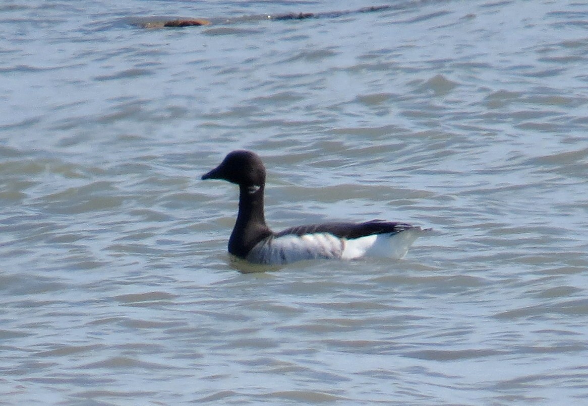 Brant (Atlantic) - ML616350551