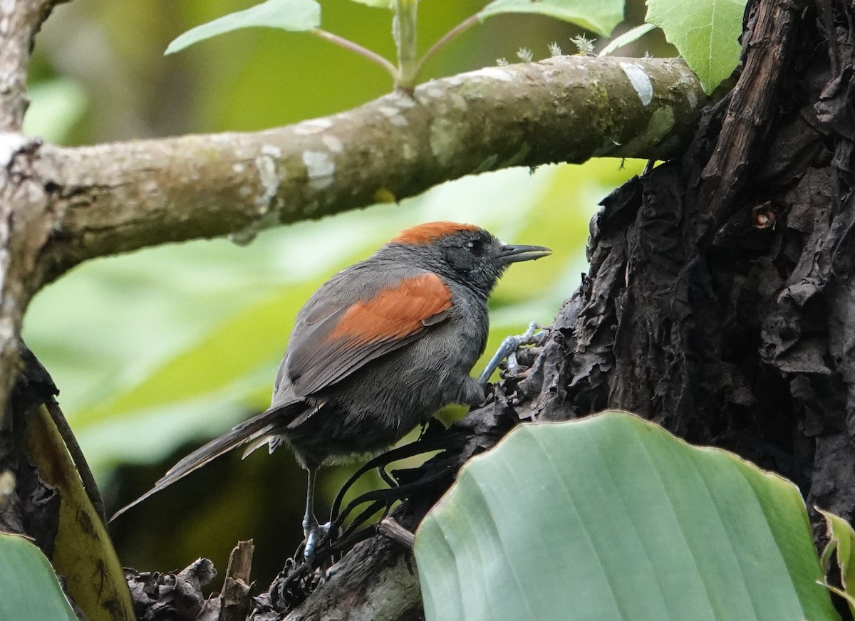 Slaty Spinetail - David Lemmon