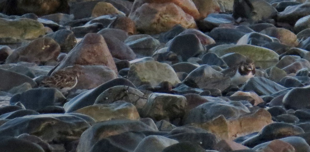 Ruddy Turnstone - ML616350590