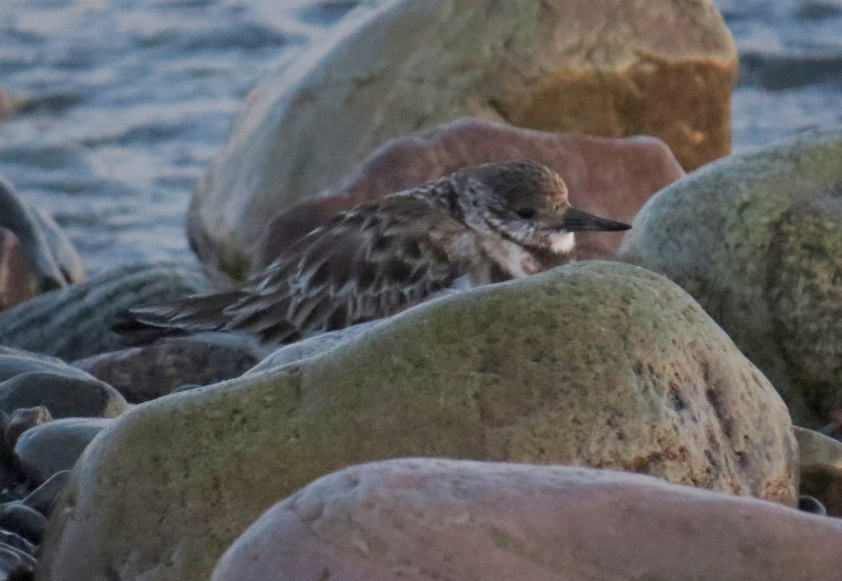 Ruddy Turnstone - ML616350594