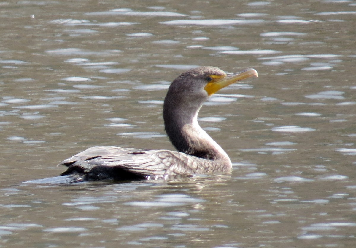 Double-crested Cormorant - ML616350601