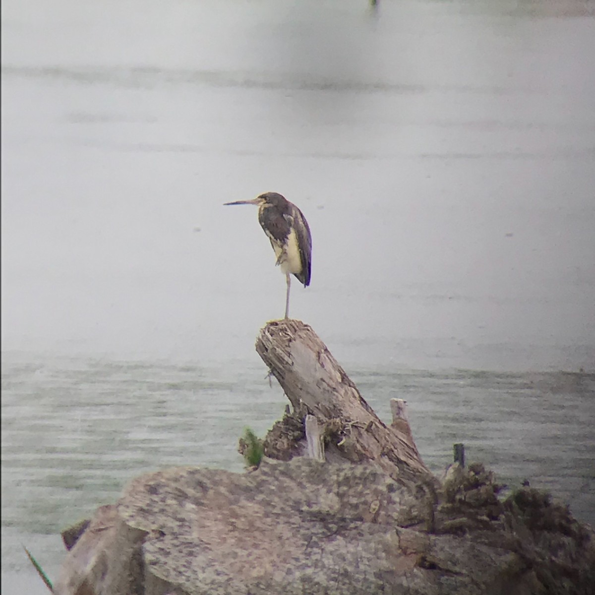 Tricolored Heron - ML616350616