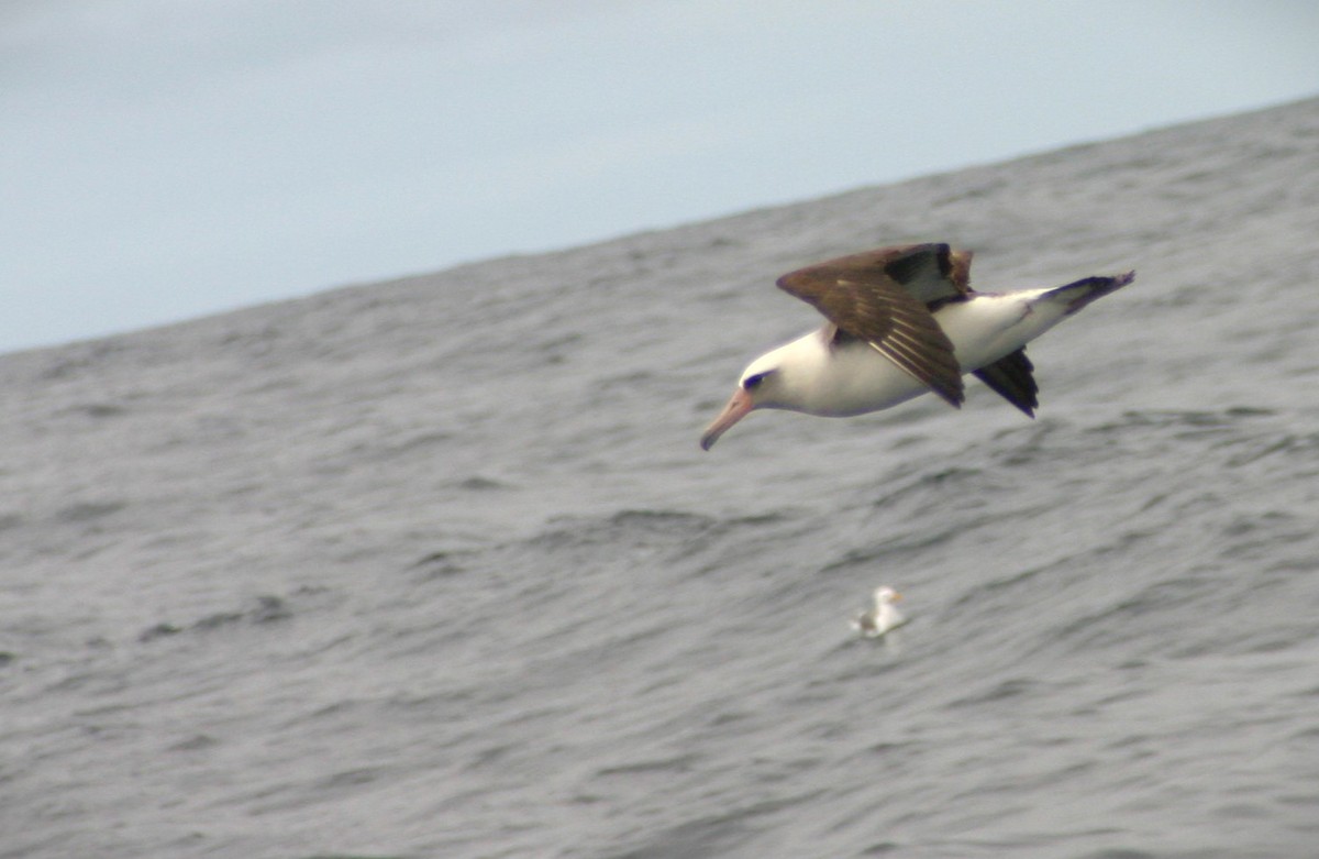 Laysan Albatross - Kerry Ross