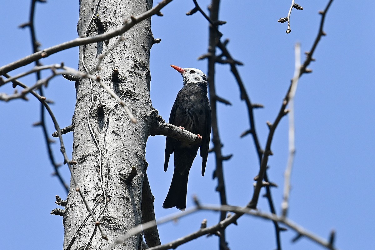 Bulbul noir (groupe leucocephalus) - ML616350649