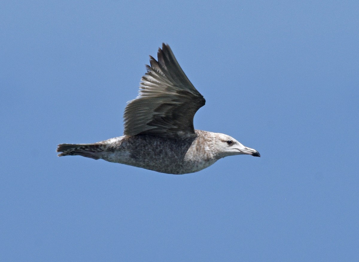 Gaviota Californiana - ML616350674